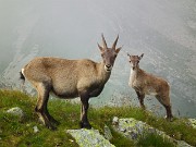 46 Stambecchi in nostra compagnia sulla vetta 